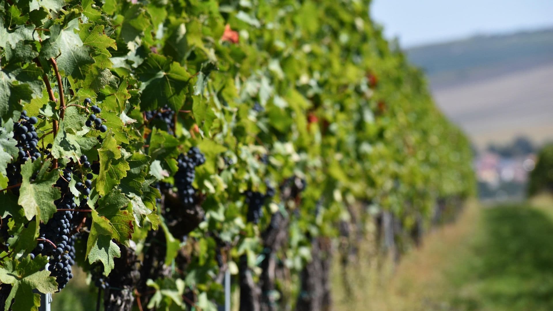 Czech Wine Festivals (Vinobraní): A Guide to Prague & Beyond in September