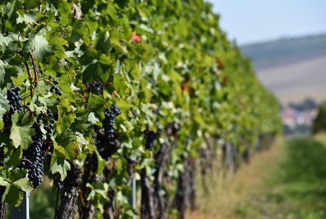 Czech Wine Festivals (Vinobraní): A Guide to Prague & Beyond in September