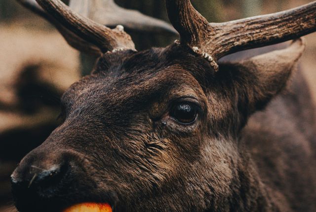 feeding-fallow-deer-at-blatna-castle-deer-park